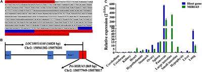 MIR143 Inhibits Steroidogenesis and Induces Apoptosis Repressed by H3K27me3 in Granulosa Cells